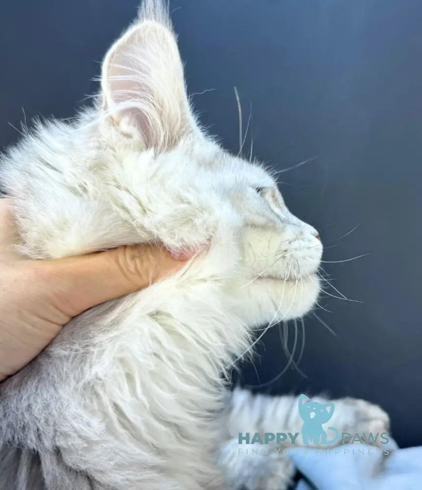 Benji Maine Coon male black silver tabby live animals