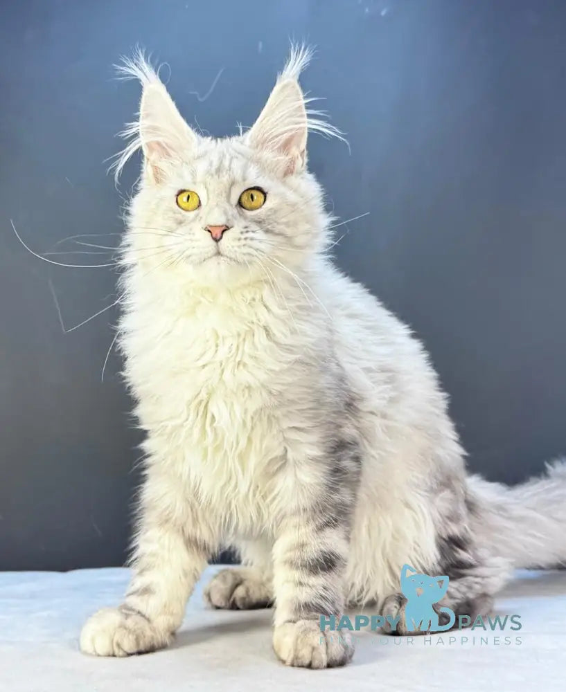 Benji Maine Coon male black silver tabby live animals