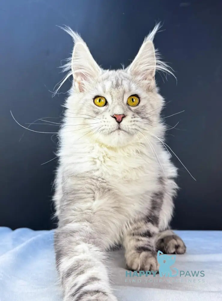 Benji Maine Coon male black silver tabby live animals