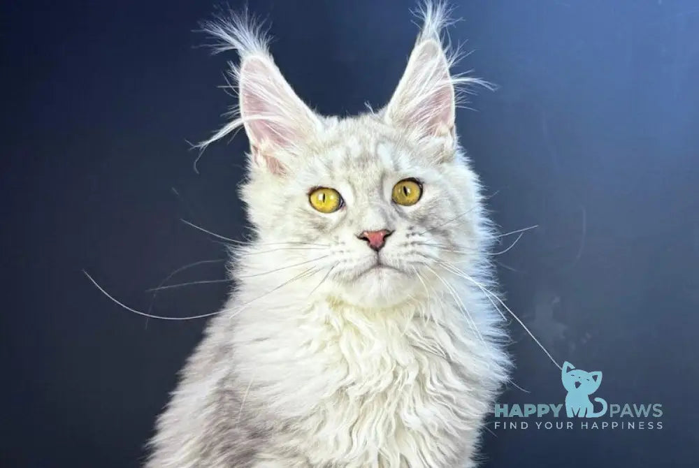 Benji Maine Coon male black silver tabby live animals