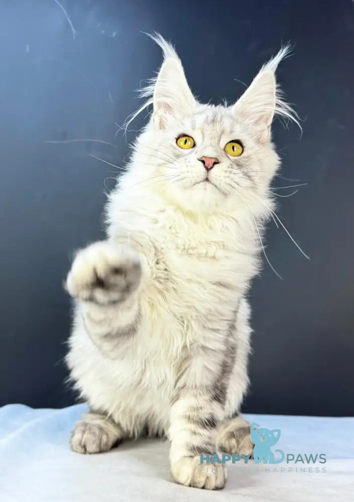 Benji Maine Coon male black silver tabby live animals