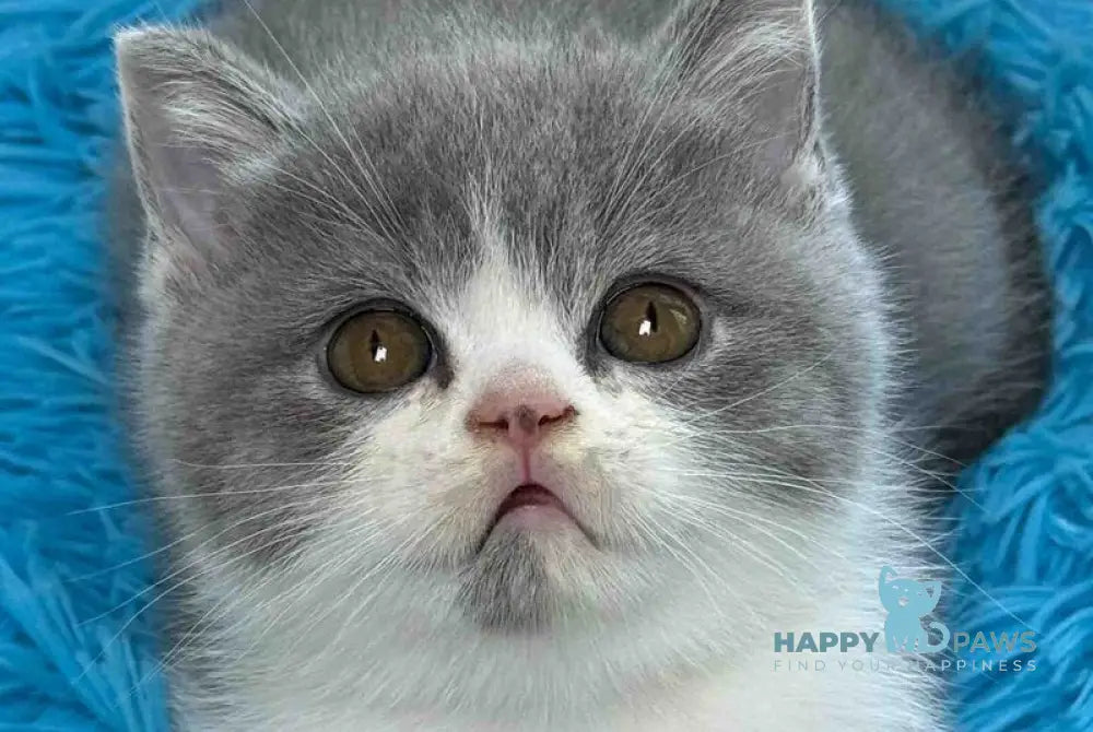 Benji Scottish Straight male blue bicolour live animals