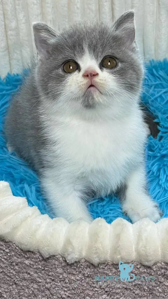 Benji Scottish Straight male blue bicolour live animals