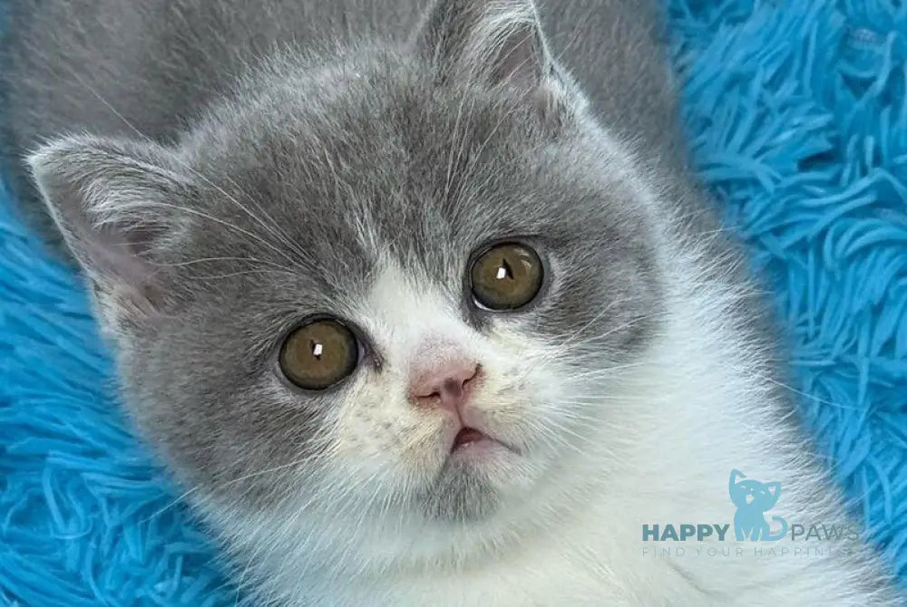 Benji Scottish Straight male blue bicolour live animals