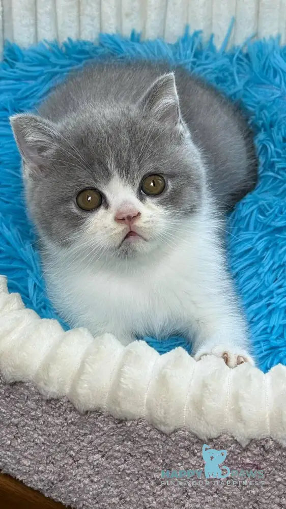 Benji Scottish Straight male blue bicolour live animals