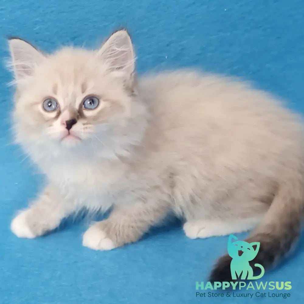 Benji Siberian male black tabby pointed - live animals