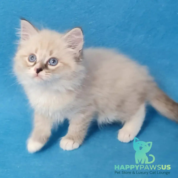 Benji Siberian male black tabby pointed - live animals
