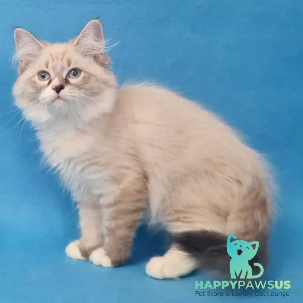 Benji Siberian male black tabby pointed - live animals
