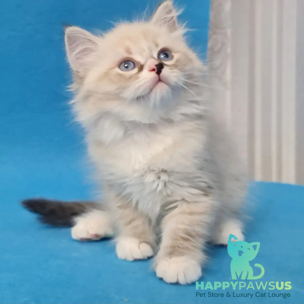 Benji Siberian male black tabby pointed - live animals