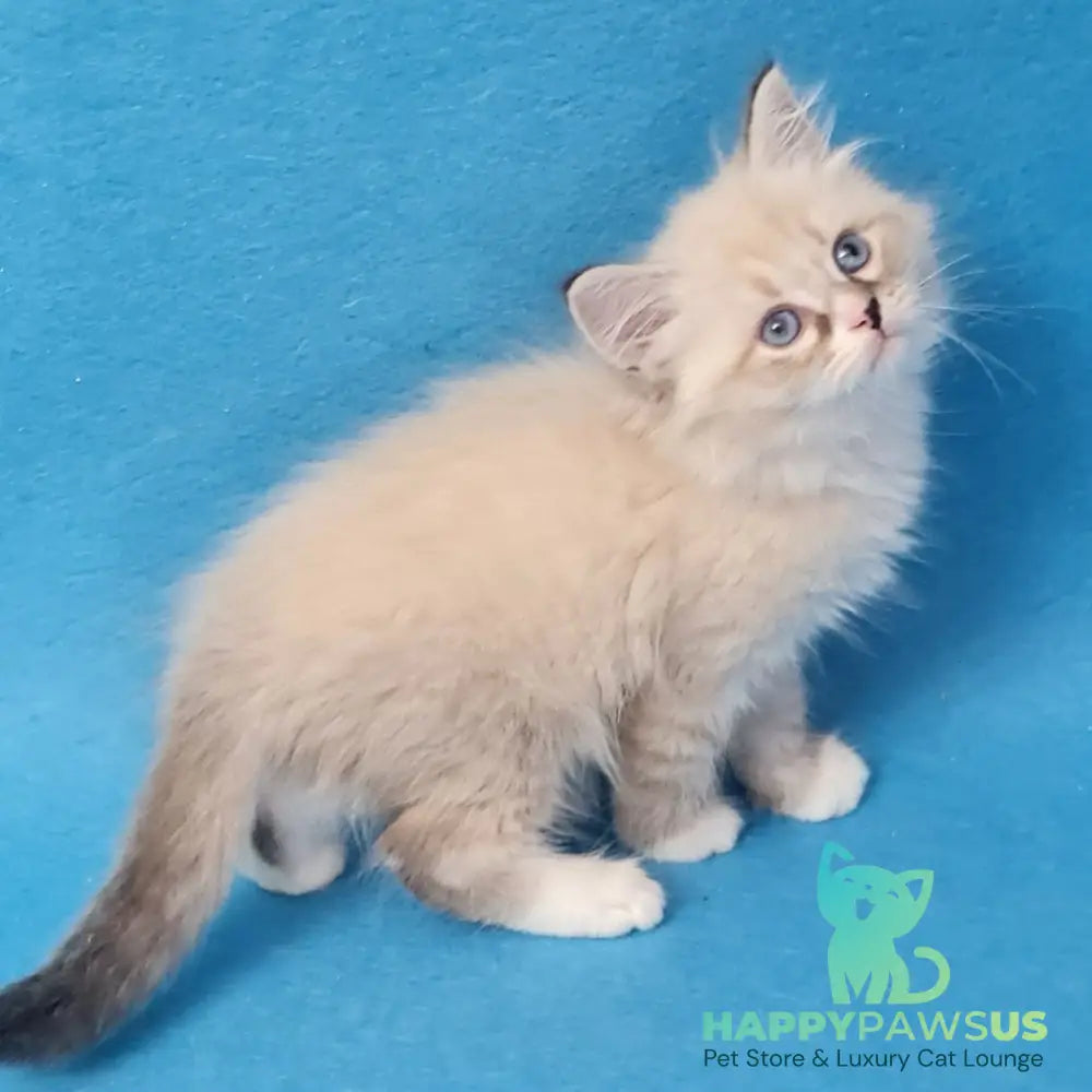 Benji Siberian male black tabby pointed - live animals