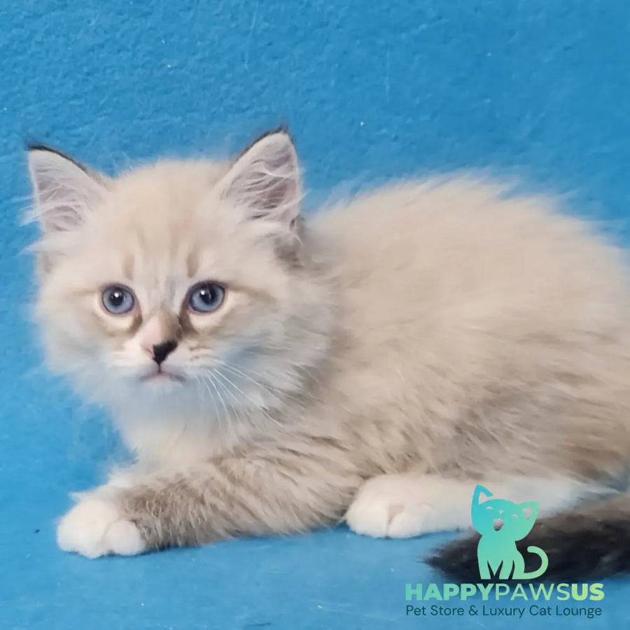 Benji Siberian male black tabby pointed - live animals