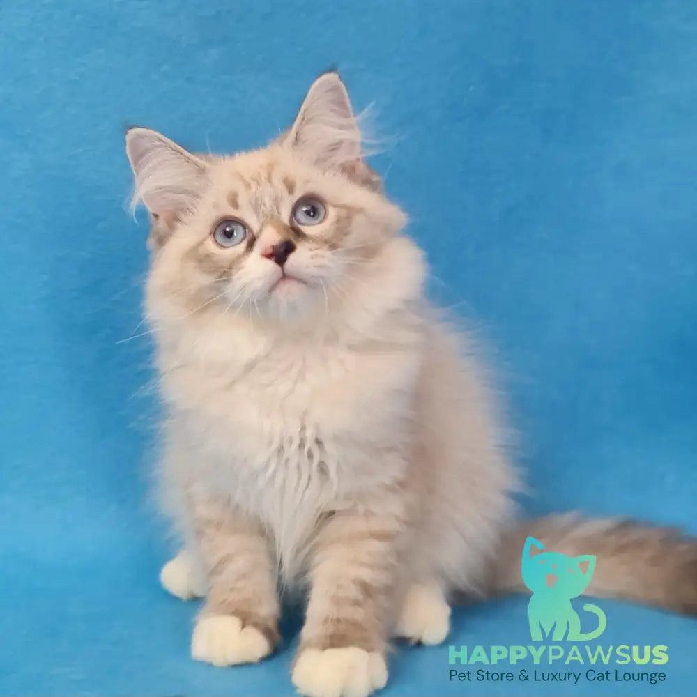Benji Siberian male black tabby pointed - live animals