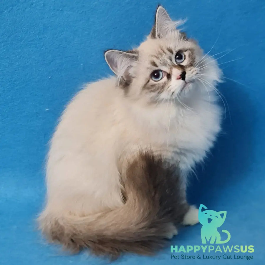 Benji Siberian male black tabby pointed - live animals