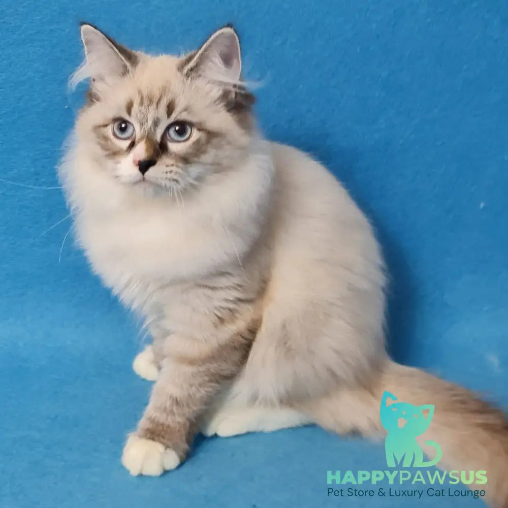 Benji Siberian male black tabby pointed - live animals