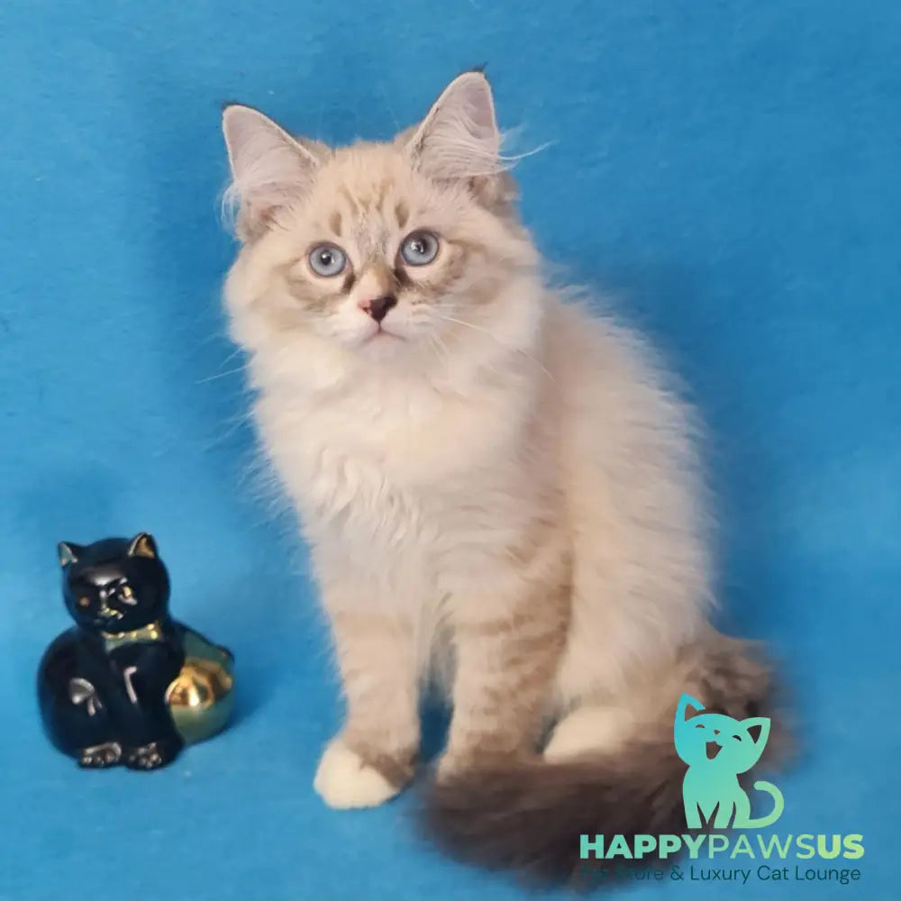 Benji Siberian male black tabby pointed - live animals