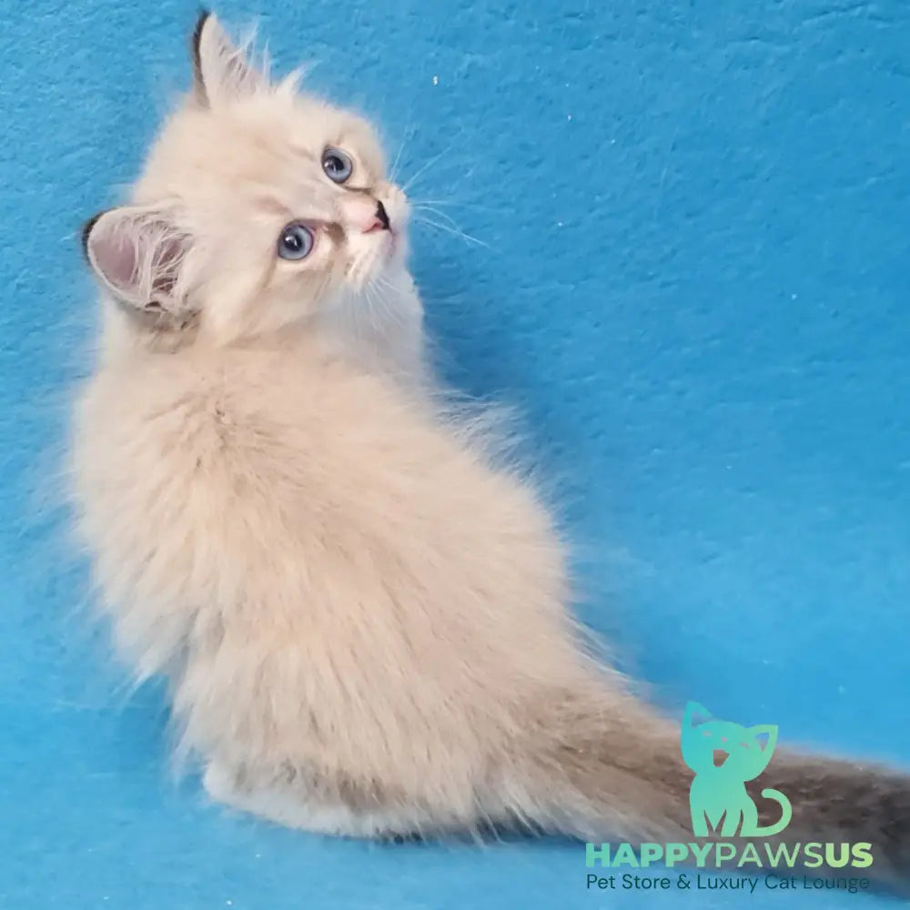 Benji Siberian male black tabby pointed - live animals
