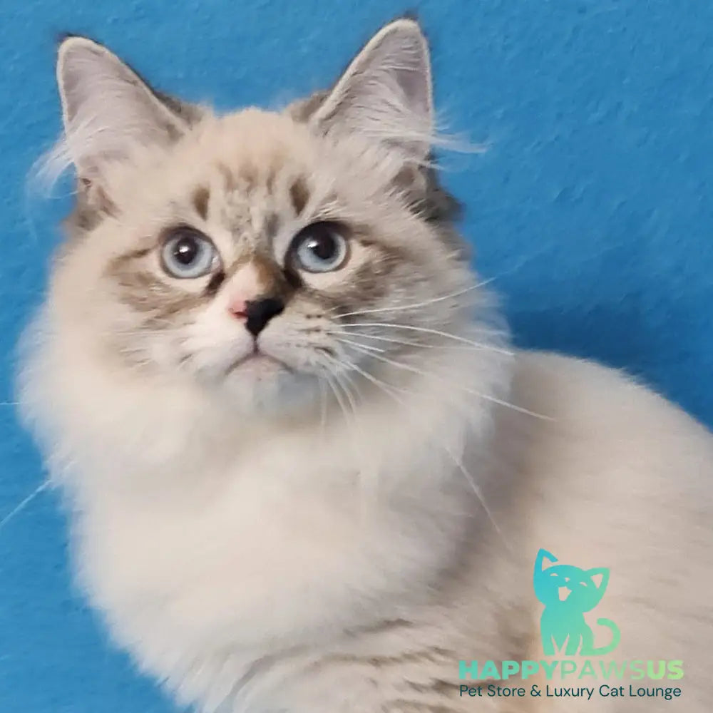 Benji Siberian male black tabby pointed - live animals
