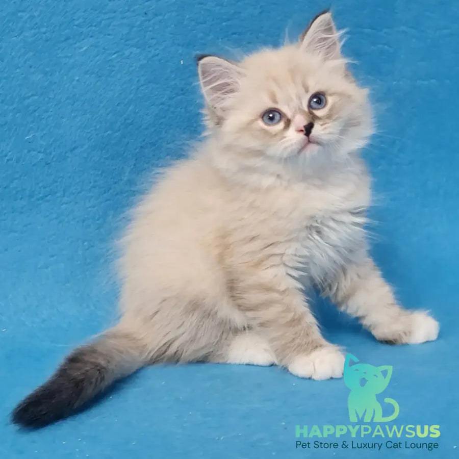 Benji Siberian male black tabby pointed - live animals