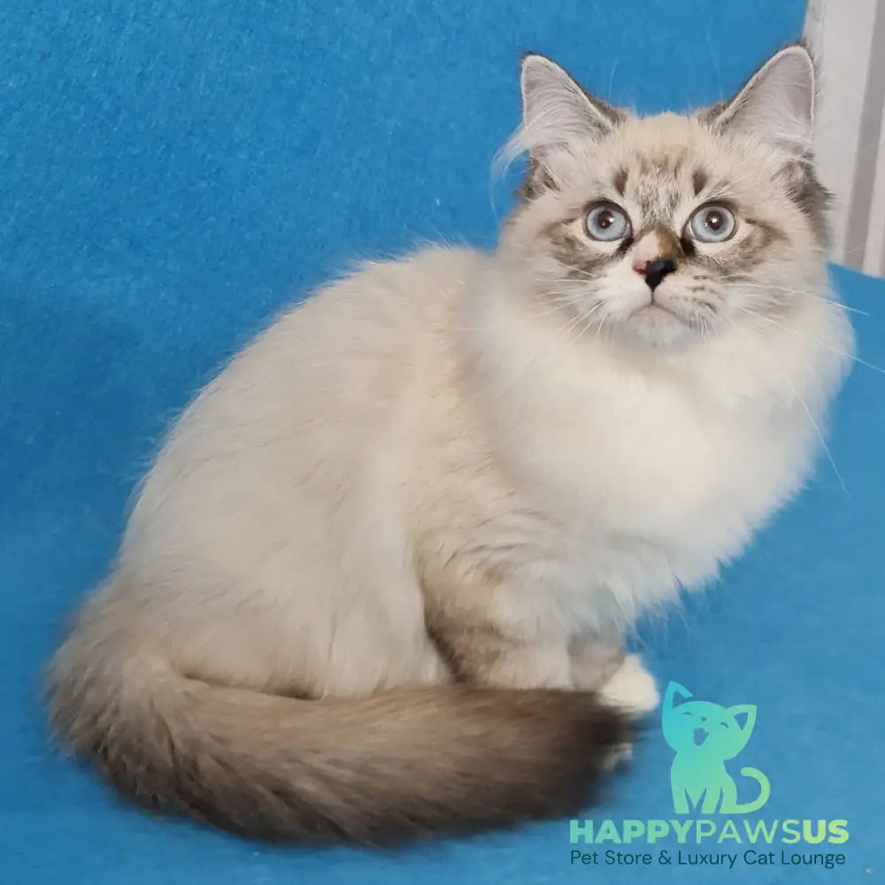 Benji Siberian male black tabby pointed - live animals