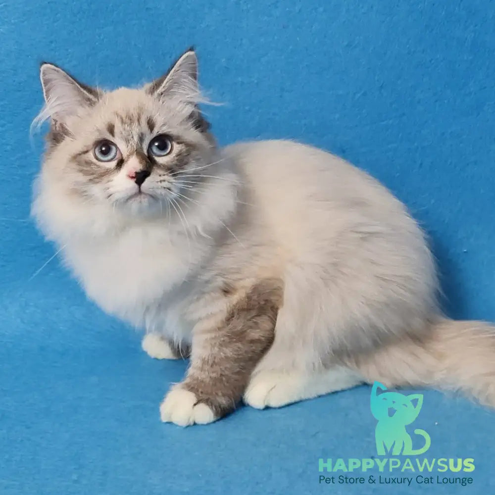 Benji Siberian male black tabby pointed - live animals
