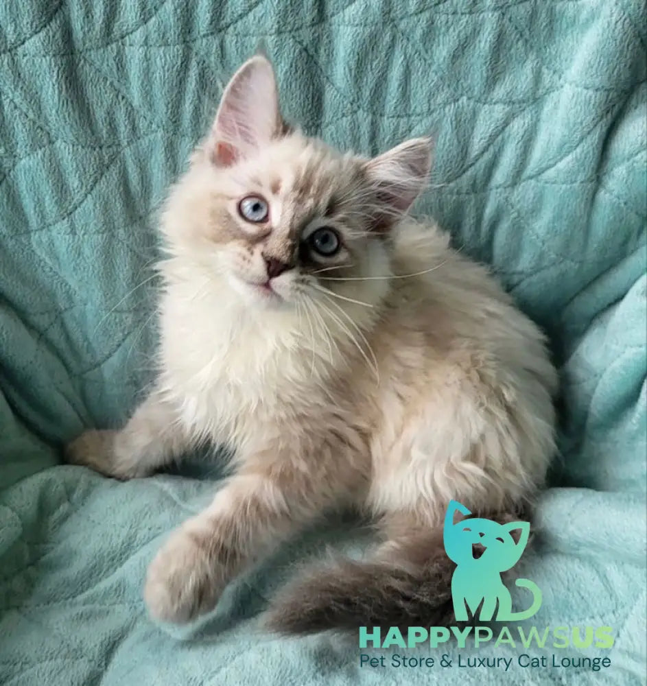 Benji Siberian male blue tabby pointed - live animals
