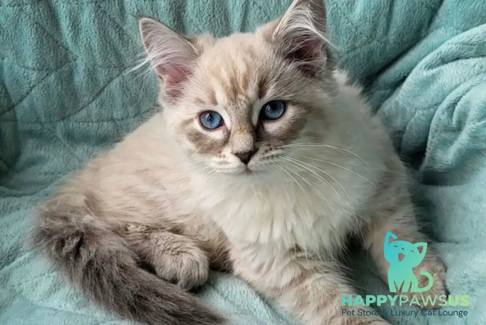 Benji Siberian male blue tabby pointed - live animals