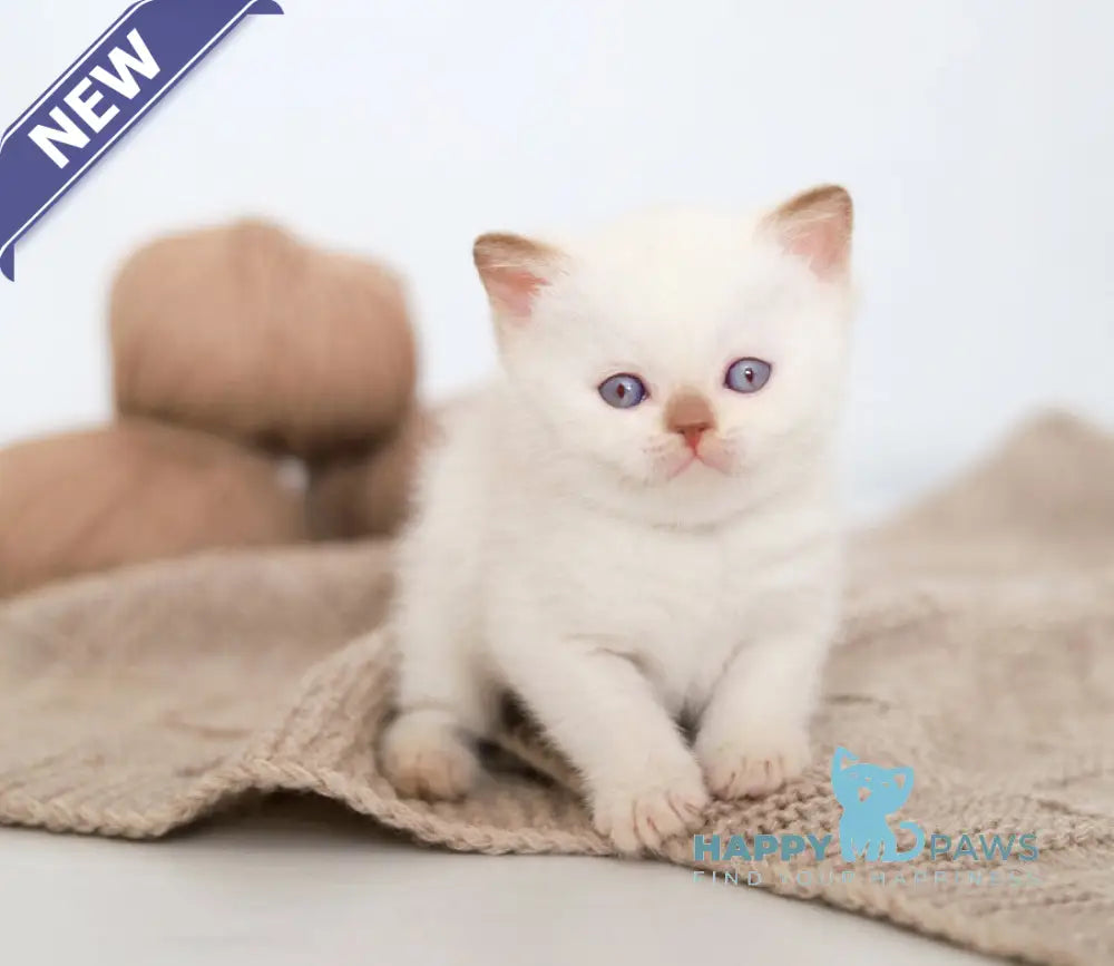 Benjy British Shorthair male cinnamon bicolour live animals