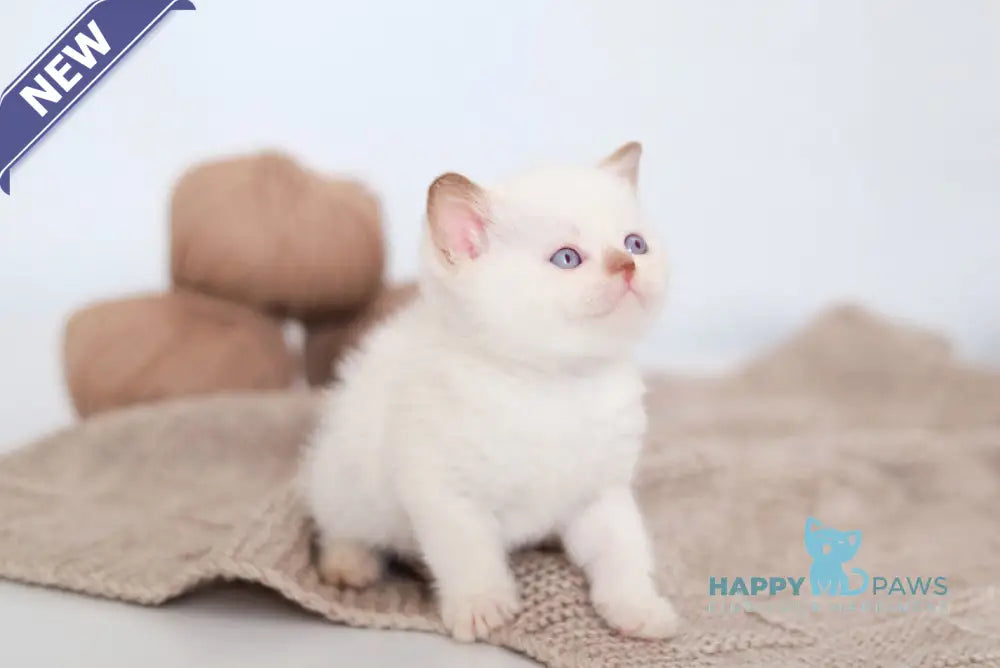 Benjy British Shorthair male cinnamon bicolour live animals