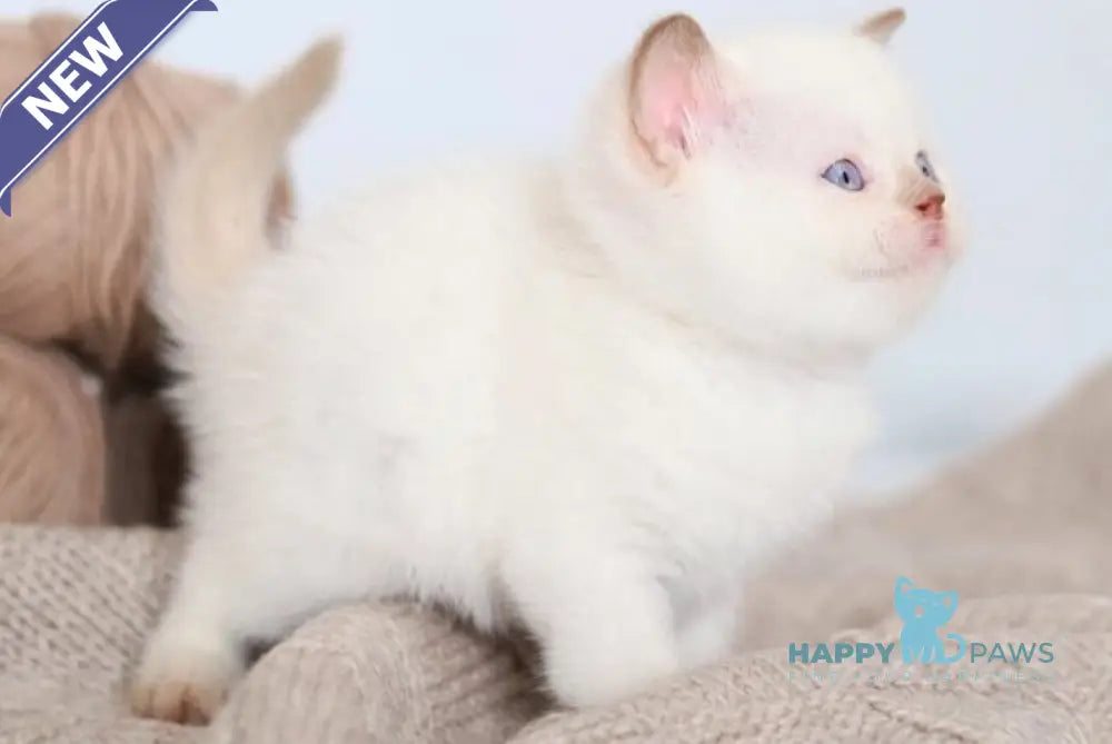 Benjy British Shorthair male cinnamon bicolour live animals