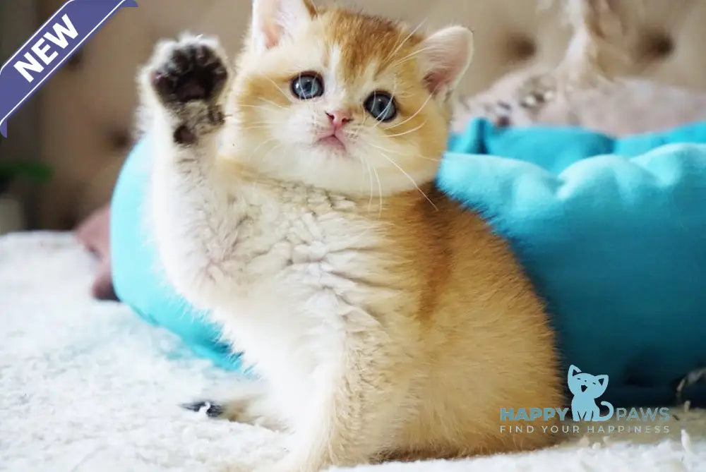 Benny British Shorthair male black golden shaded live animals