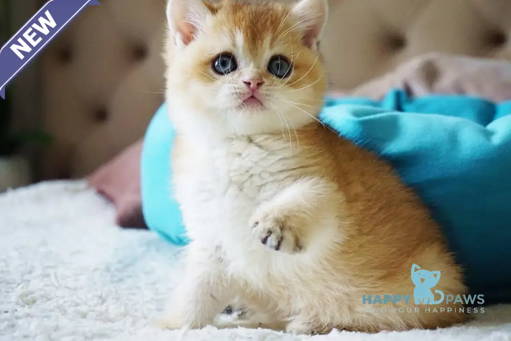Benny British Shorthair male black golden shaded live animals