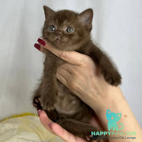 Benny British Shorthair male chocolate - live animals