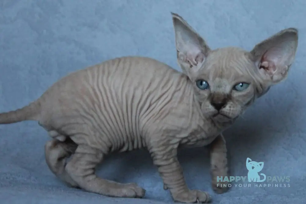 Benny Canadian Sphynx male black pointed - live animals