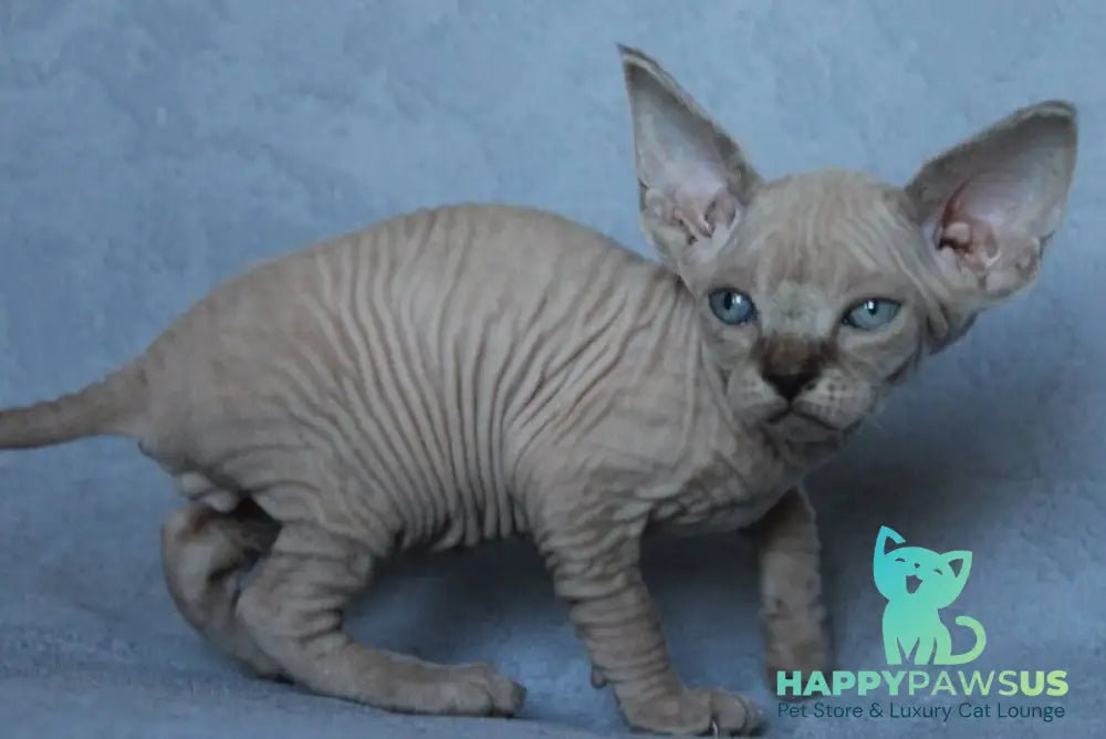 Benny Canadian Sphynx male black pointed - live animals