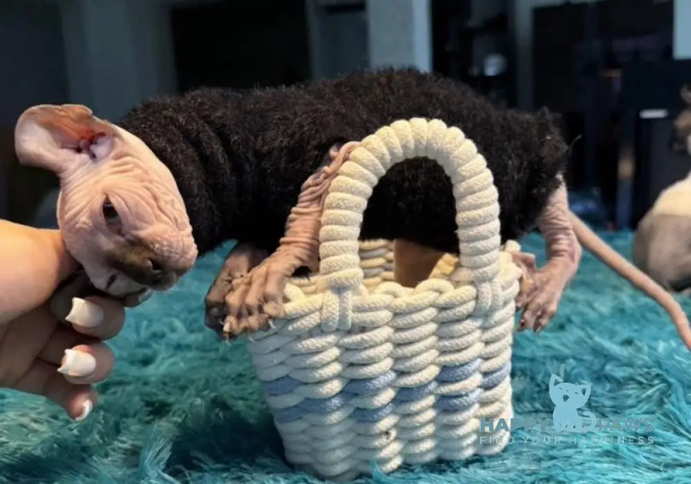 Boris Elf male black mink live animals