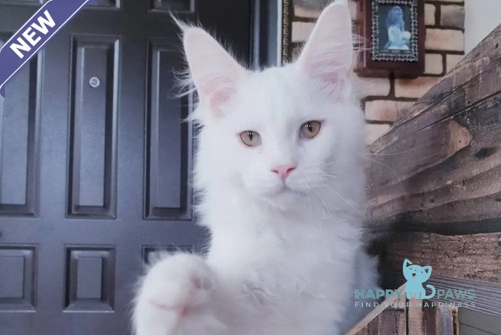 Benny Maine Coon male white live animals