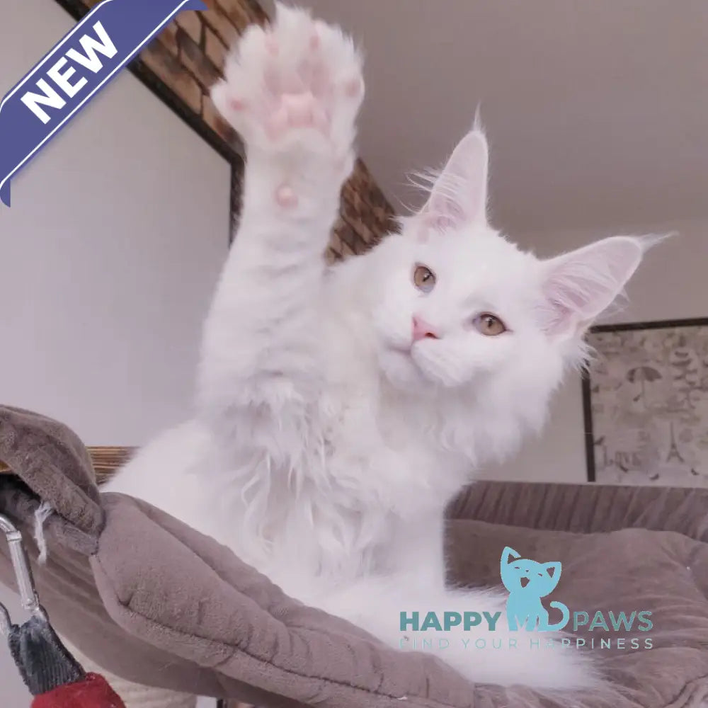 Benny Maine Coon male white live animals