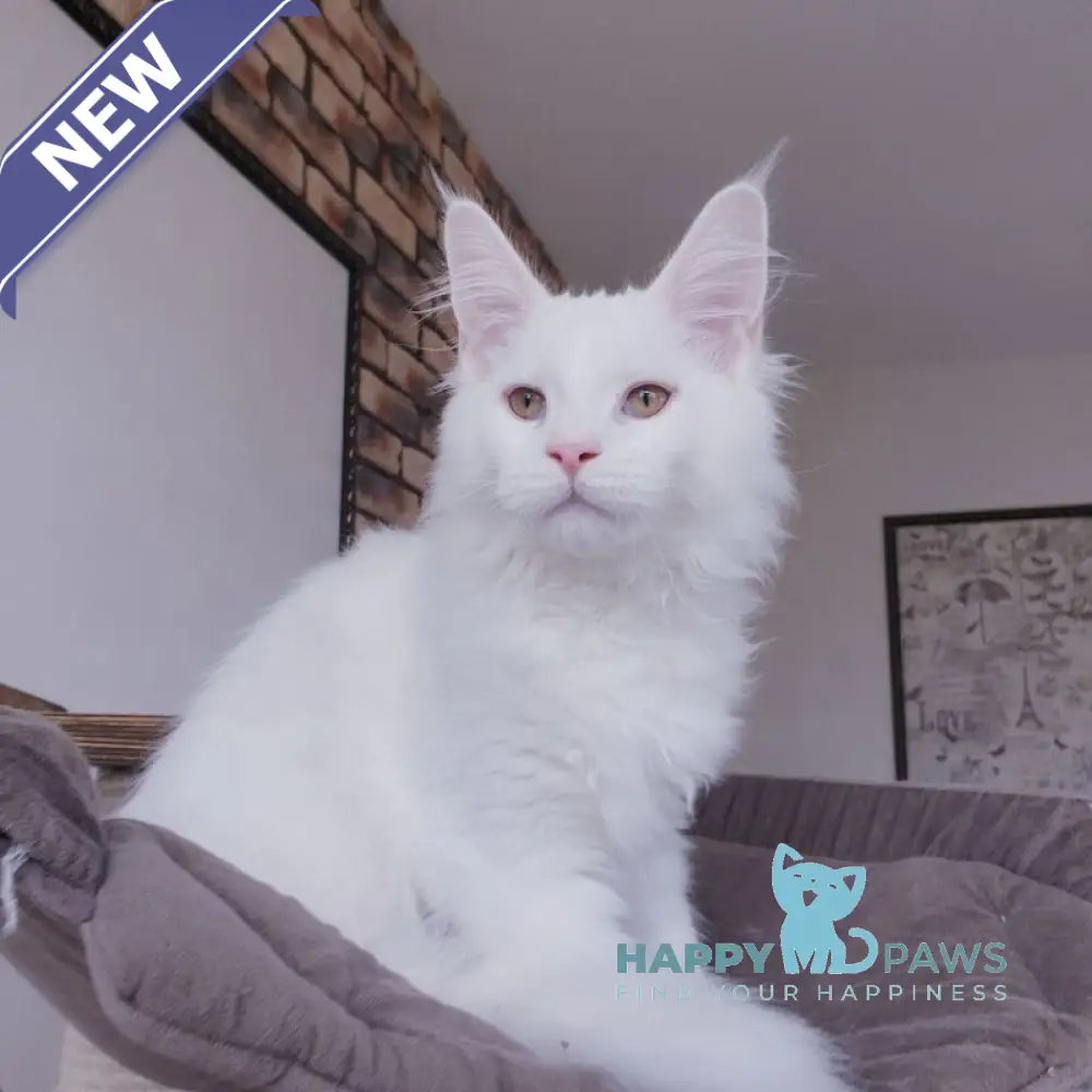 Benny Maine Coon male white live animals