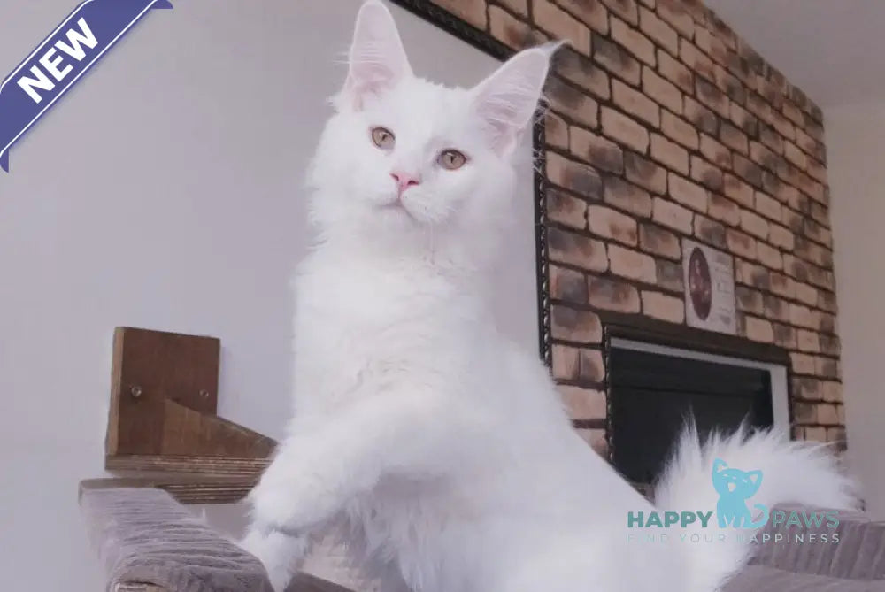 Benny Maine Coon male white live animals