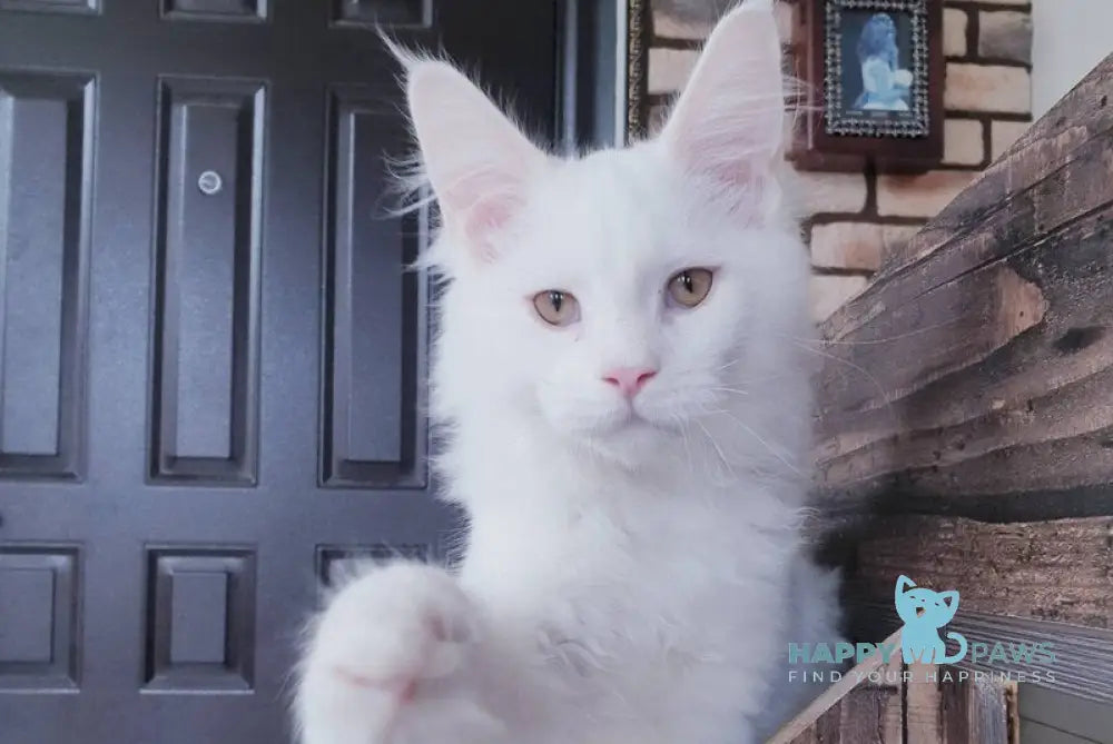 Benny Maine Coon male white live animals