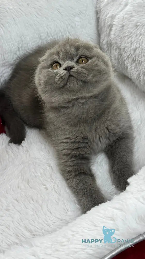 Benny Scottish Fold male blue live animals