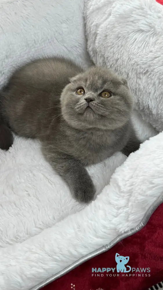 Benny Scottish Fold male blue live animals