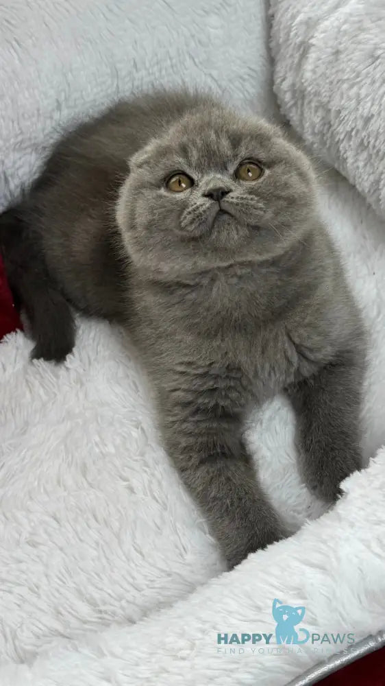 Benny Scottish Fold male blue live animals