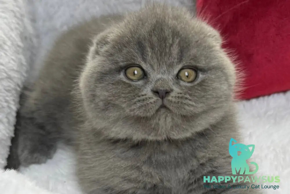 Benny Scottish Fold male blue live animals