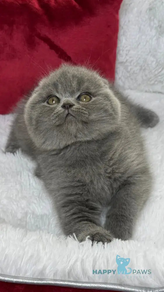 Benny Scottish Fold male blue live animals