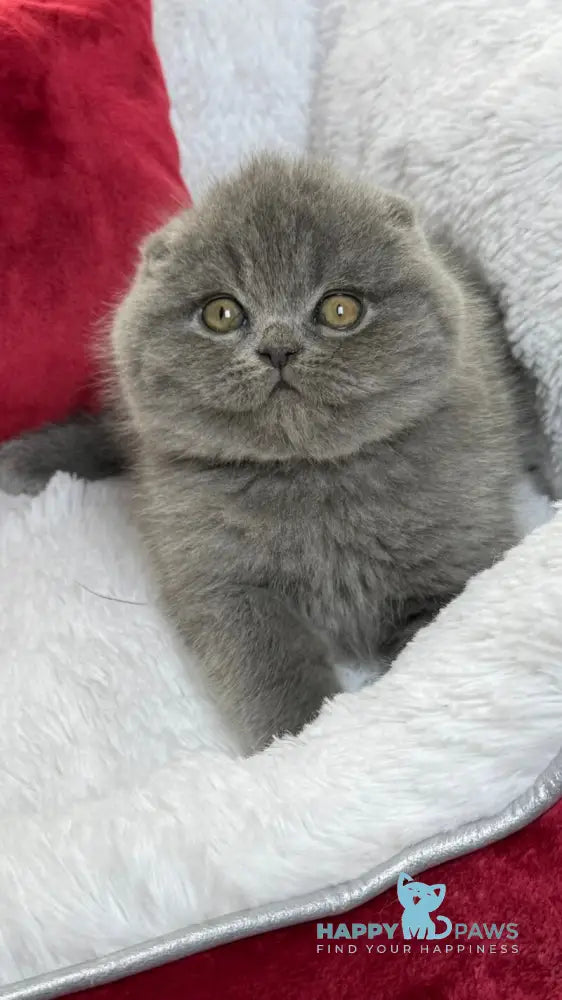 Benny Scottish Fold male blue live animals