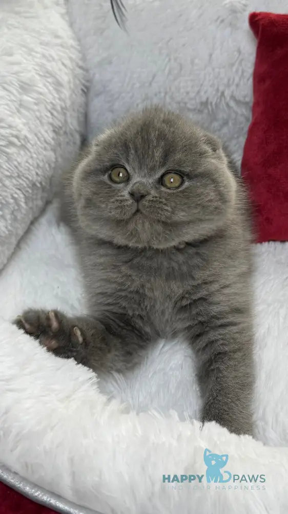 Benny Scottish Fold male blue live animals