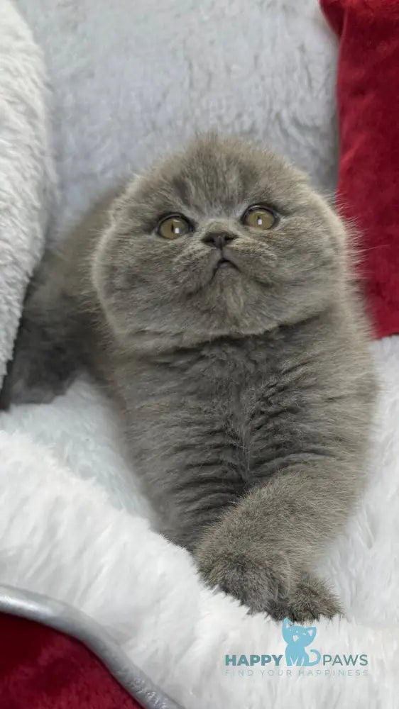Benny Scottish Fold male blue live animals