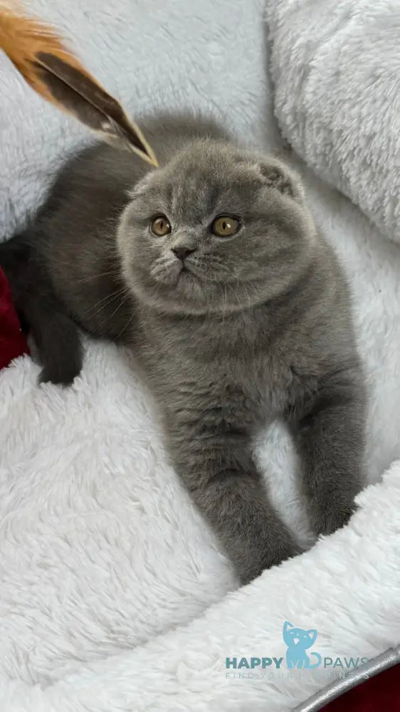 Benny Scottish Fold male blue live animals