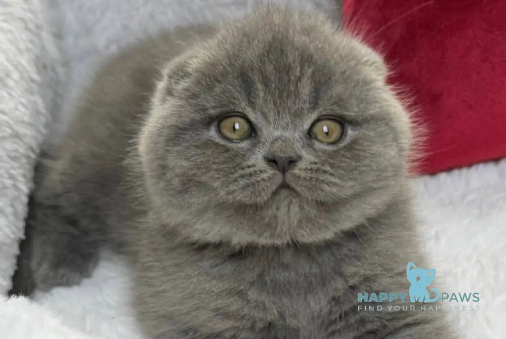 Benny Scottish Fold male blue live animals